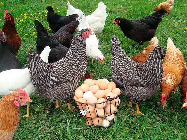Содержание кур и уход за ними | ЗооТом - продажа, вязка и услуги для животных в Таловой
