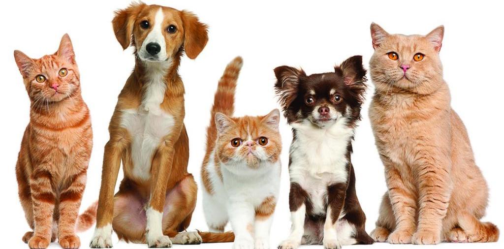 Доска объявлений о животных | ЗооТом - продажа, вязка и услуги для животных в Таловой