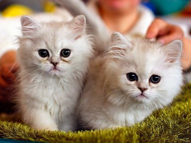 Породы кошек в Таловой | ЗооТом портал о животных