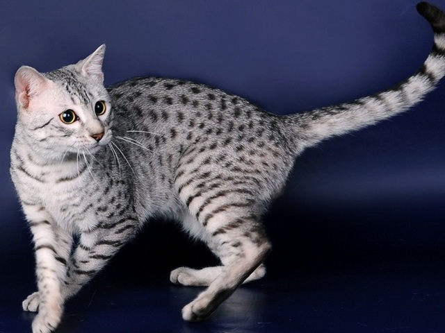 Породы кошек в Таловой | ЗооТом портал о животных