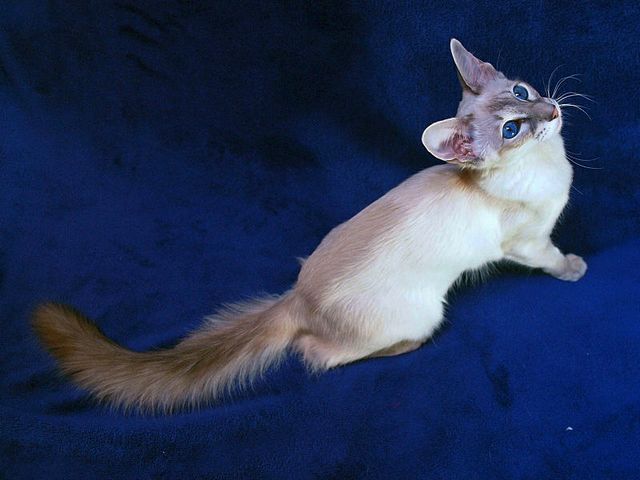 Выведенные породы кошек в Таловой | ЗооТом портал о животных