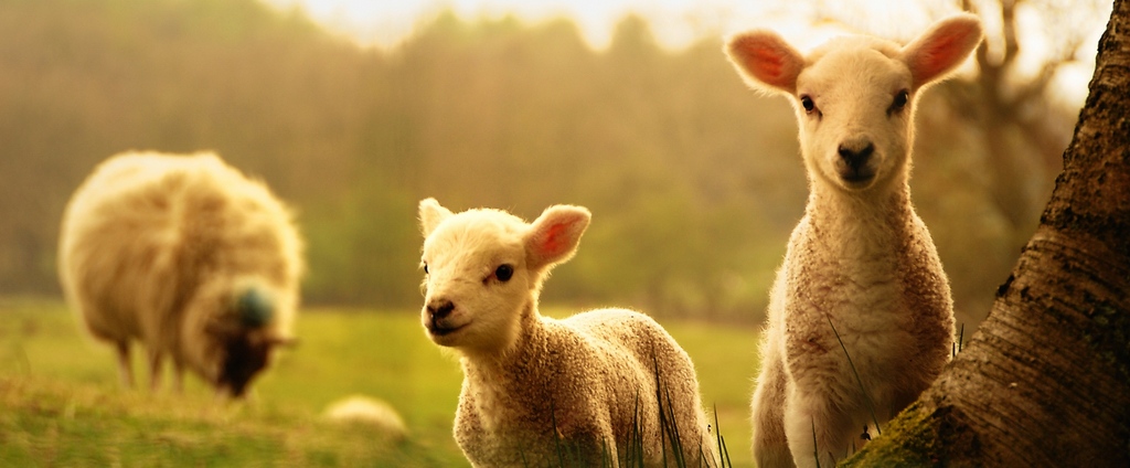 Объявления о сельскохозяйственных животных | ЗооТом - продажа, вязка и услуги для животных в Таловой
