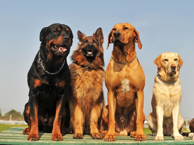 Крупные породы собак в Таловой | ЗооТом портал о животных