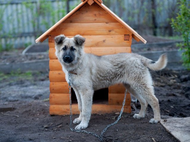 Все о собаках в Таловой